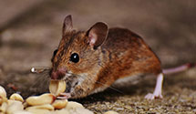 24 Hour & Emergency Exterminators in Swedesburg, IA